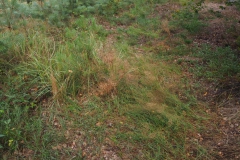 Waldexkursion Grüne-Kleinostheim im Hanauer Forst