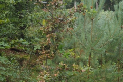 Waldexkursion Grüne-Kleinostheim im Hanauer Forst