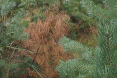 Kiefern-Nachzucht in Gefahr durch Trockenheit