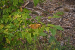 Waldexkursion Grüne-Kleinostheim im Hanauer Forst