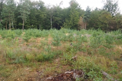 ... jedoch auch hier: Trockenheit lässt auch die jungen Bäume sterben