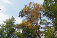 leider oft zu sehen: vertrocknete Blätter