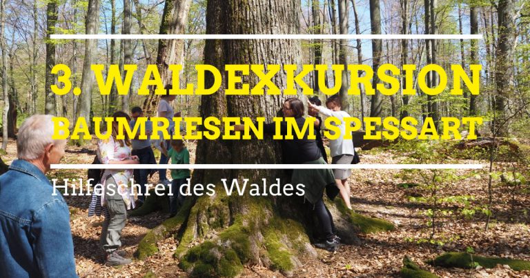 3. Waldexkursion: alte Eichen am Rohrberg