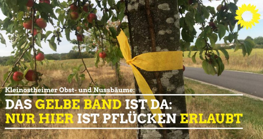 Das gelbe Band am Baum ist da Kleinostheim