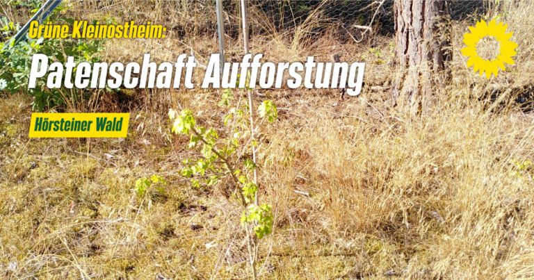 Aufforstung Alzenauer Wald: nicht ganz einfach!