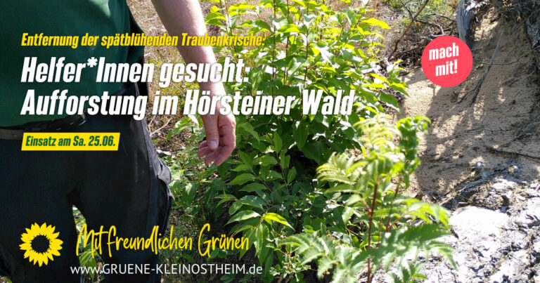 Helfer*innen gesucht: Aufforstung im Hörsteiner Wald 