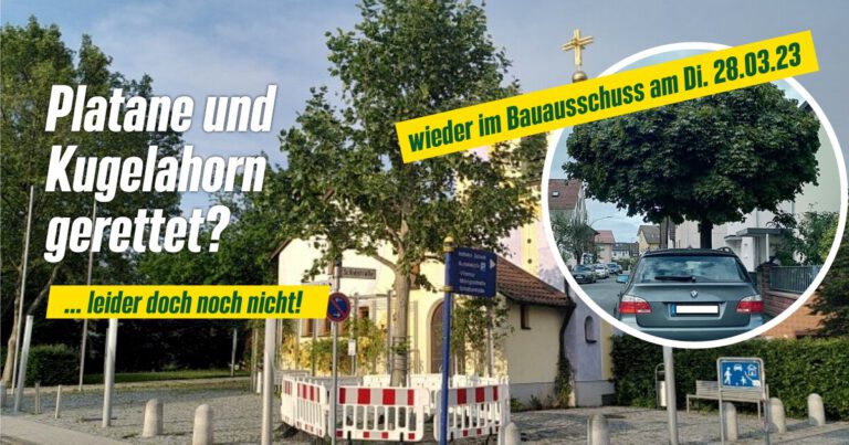 Zukunft der Kirchen-Platane steht wieder auf der Tagesordnung!